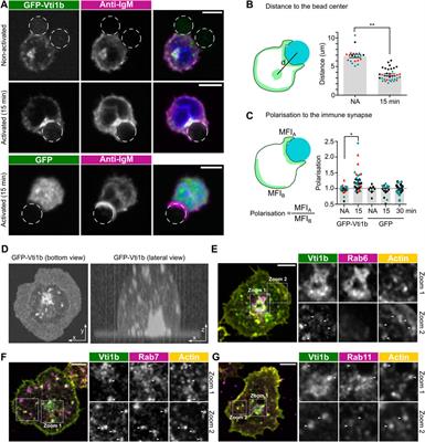 The SNARE protein Vti1b is recruited to the sites of BCR activation but is redundant for antigen internalisation, processing and presentation